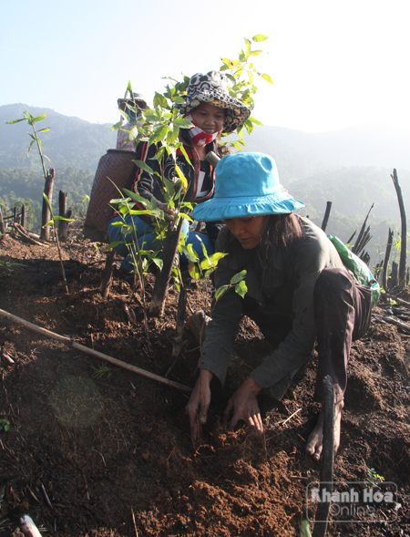 Trả lại màu xanh cho rừng