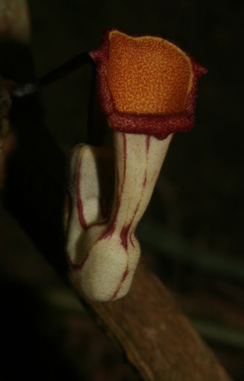  Hình thái bao hoa của Aristolochia tadungensis. Ảnh: Lưu Hồng Trường.