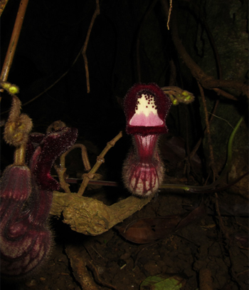 Phát hiện 3 loài thực vật mới ở Việt Nam