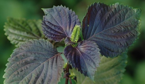 Lá tía tô giúp trẻ không bị sốt khi tiêm phòng. Ảnh: Thuốc nam