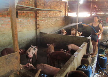 Phường Cam Lộc: Nan giải xử lý hộ chăn nuôi gây ô nhiễm