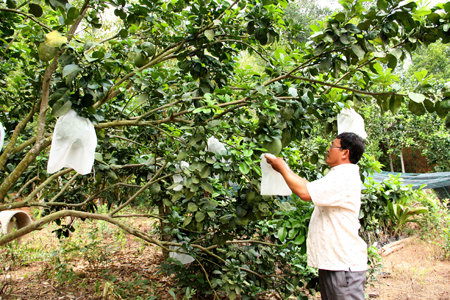 Mô hình tổ hợp tác trồng cây ăn quả thôn Suối Thơm (xã Khánh Đông) đang phát huy hiệu quả