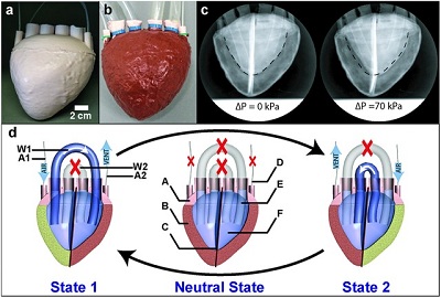 Trái tim nhân tạo 3D làm từ bọt xốp