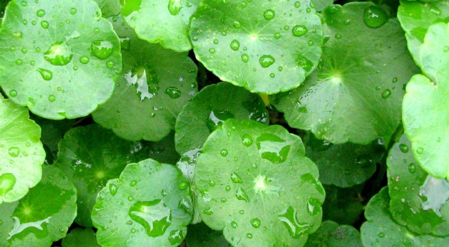 Những tác hại đáng sợ do dùng rau má sai cách