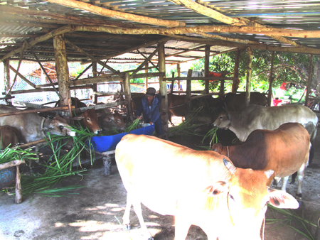 Đàn bò ở trang trại ông Hải được nuôi bằng cỏ voi