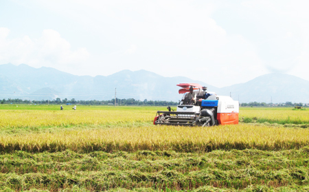 Máy gặt hoạt động tại Suối Hiệp, huyện Diên Khánh