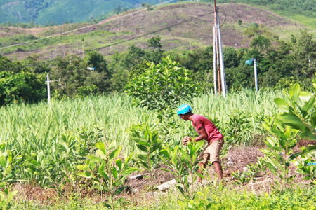 Người dân trồng keo tại khu đất thực hiện dự án Cụm công nghiệp Sông Cầu