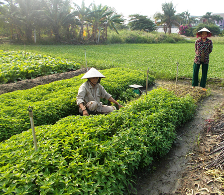 Phụ nữ xã Vĩnh Thạnh với phong trào “Vườn xanh -Ngõ sạch”