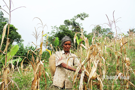 Không có đất canh tác, một số hộ quay lại xâm canh tại khu vực rừng phòng hộ ở huyện Cam Lâm