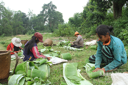 Không có đất canh tác, một số hộ quay lại xâm canh tại khu vực rừng phòng hộ ở huyện Cam Lâm