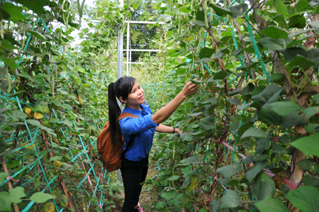 Thiết thực mô hình vườn rau hữu cơ