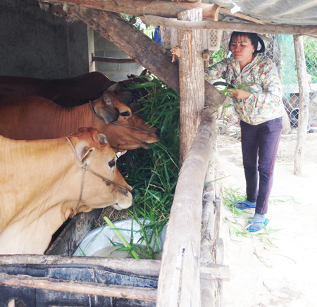 Nhờ nguồn vốn vay, chị Như có điều kiện phát triển đàn bò