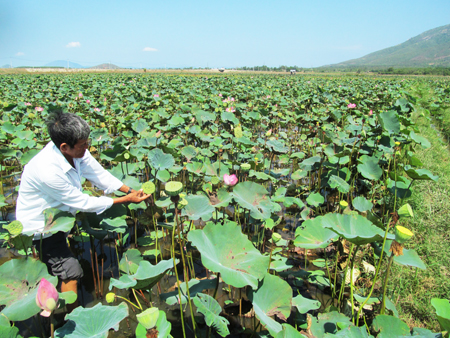 Ông Dũng phục tráng thành công giống sen nội