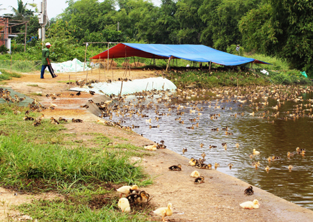 Không chủ quan với cúm gia cầm