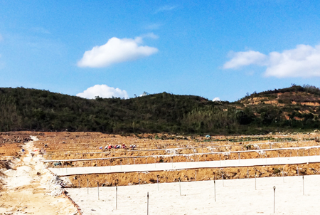 Mô hình trồng tỏi theo hướng liên kết tại Vạn Hưng