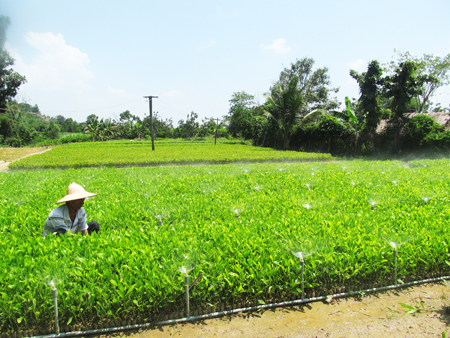 Sản xuất keo lai tại xã Khánh Nam, huyện Khánh Vĩnh