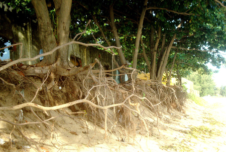 Hàng cây bàng bị trơ rễ