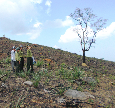 Thiếu sự hợp tác trong quản lý bảo vệ rừng