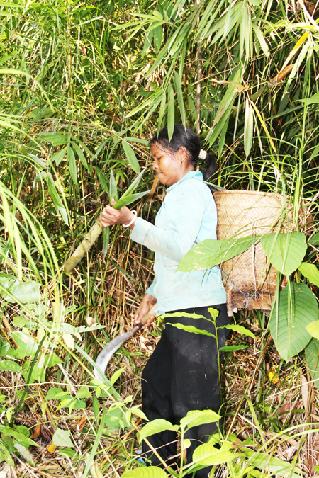 Khánh Vĩnh: Lộc rừng ngày càng suy giảm