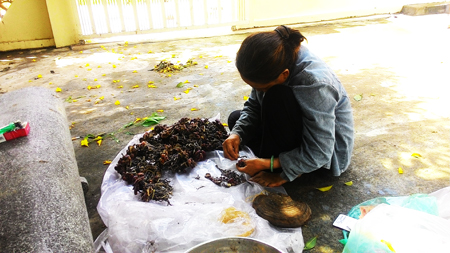 Bà Tuyết với số nấm linh chi vừa thu mua được