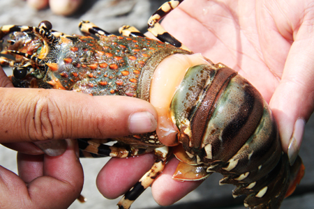 Điều trị bệnh sữa ở tôm hùm