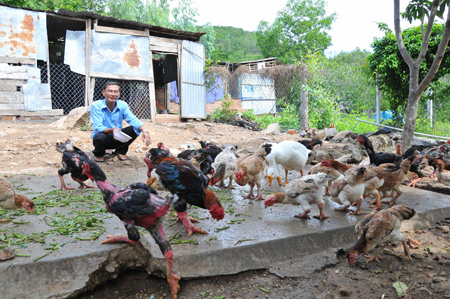 Chăn nuôi vào vụ Tết