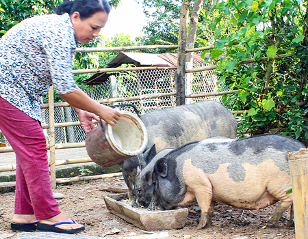 Khó phát triển đàn heo đen