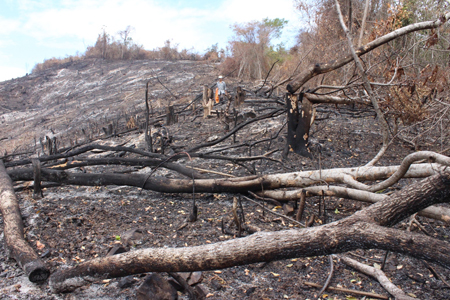 Một góc hiện trường phá rừng trên đỉnh Hòn Dung