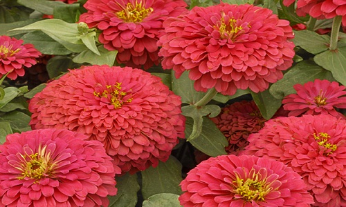 NASA trồng hoa cúc ngũ sắc trong vũ trụ