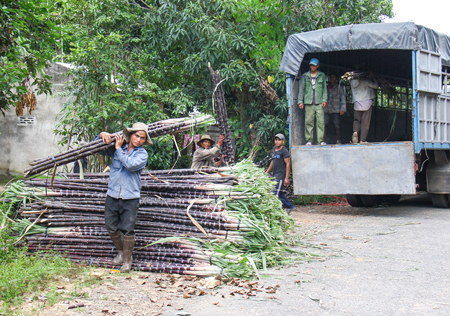 Thu mua mía tím tại Khánh Sơn.