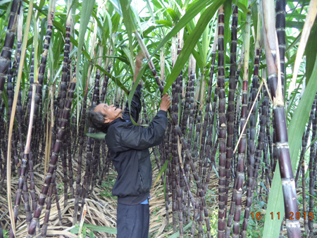 Mía tím cuối vụ, gian nan tiêu thụ