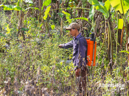 Hoạt động sản xuất chủ yếu phun thuốc diệt cỏ
