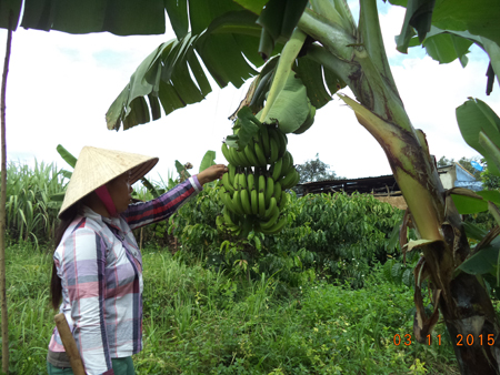 Vượt khó làm giàu