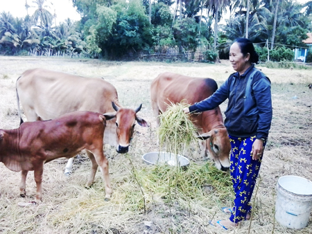 Bà Đào chăm đàn bò của gia đình