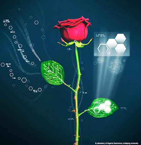 Cấy mạch biến hoa hồng thành robot