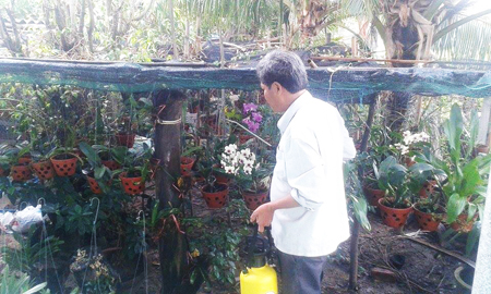 Vườn lan rừng của ông Hiếu