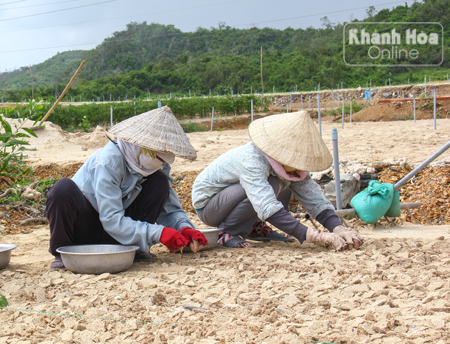 Thời điểm này đang vào giai đoạn xuống giống