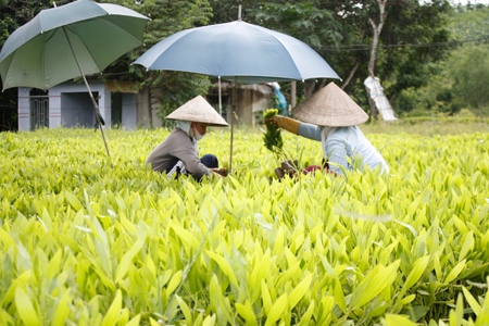 Một vườn ươm cây keo giống