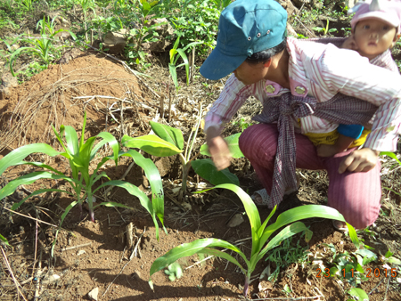 Trồng chuối mốc cấy mô trồng xen bắp của gia đình bà An