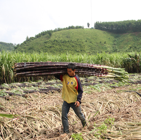 Người dân thu hoạch mía