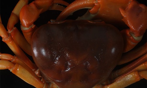 Phát hiện loài cua mới ở Bình Thuận