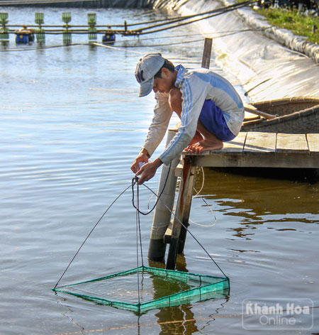 Kiểm tra tôm nuôi