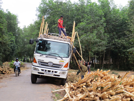 Người dân thu hoạch keo