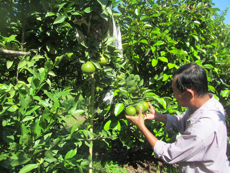 Chăm sóc quýt đường tại Suối Tiên