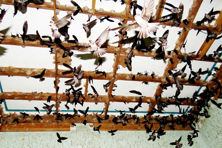 Tăng cường quản lý nghề nuôi chim yến