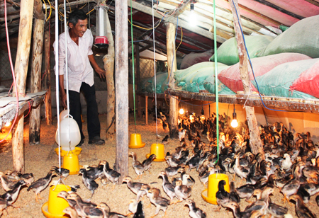 Mô hình nuôi gà thả vườn của gia đình ông Nguyễn Văn Lộc đang đem lại hiệu quả kinh tế