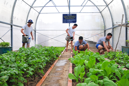 Chuyện trồng rau trên đảo