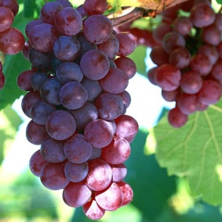 5 thực phẩm ngăn chặn khối u và tiêu diệt tế bào ung thư