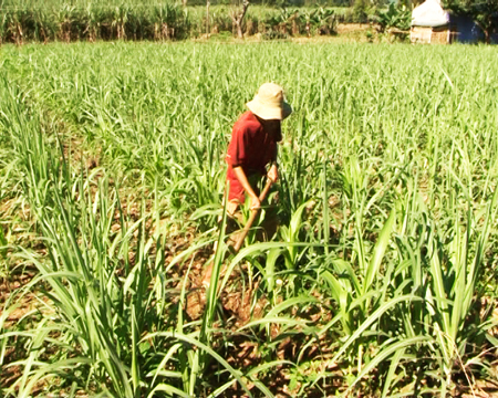 Khánh Sơn:Tìm hướng thoát nghèo cho người dân