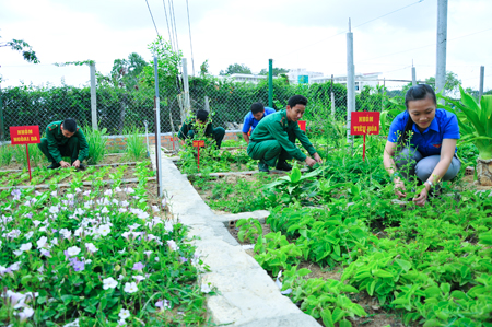 Medicinal herb garden grown by members of Nha Trang City Youth Union and Bong Bridge Border Post.